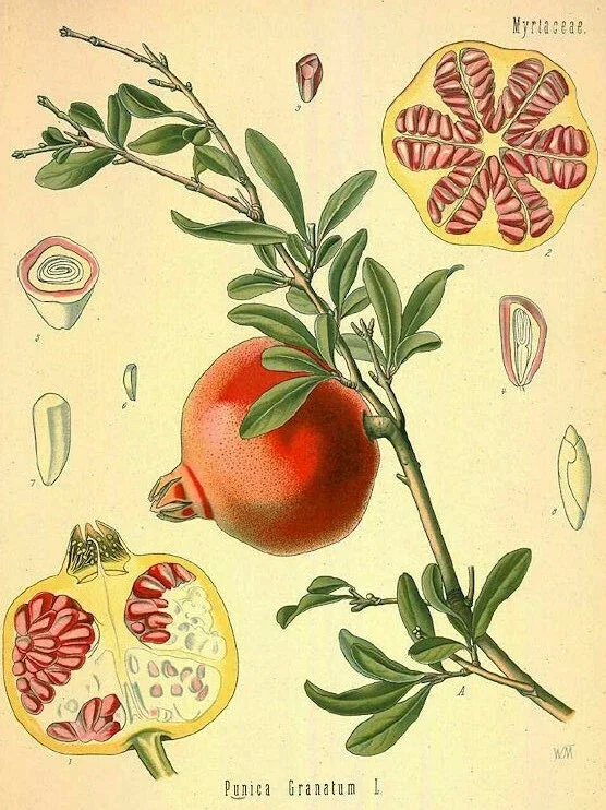 Wonderful Pomegranate Live Plant - Punica granatum - Edible Fruit, Deciduous, 6.5 in Tall - Image 4