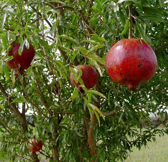 Wonderful Pomegranate Live Plant - Punica granatum - Edible Fruit, Deciduous, 6.5 in Tall - Image 1