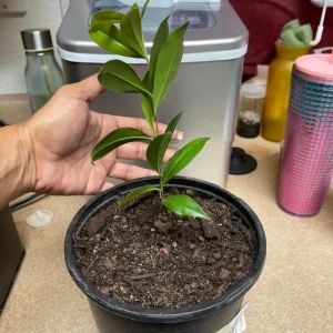 Wonderful Pomegranate Live Plant - Punica Granatum Fruit Tree Starter - Image 2