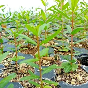 Wonderful Pomegranate Live Plant - Punica Granatum Fruit Tree Starter - Image 3
