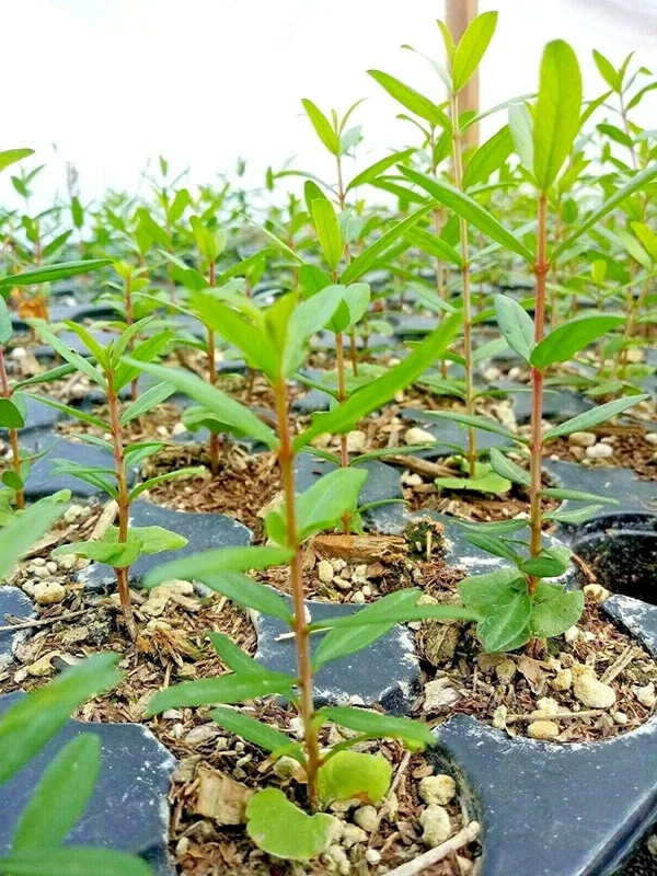 Wonderful Pomegranate Live Plant - Punica Granatum Fruit Tree Starter - Image 3