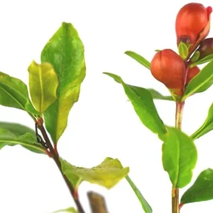 Wonderful Pomegranate Live Plant - Punica Granatum Fruit Tree Starter - Image 4