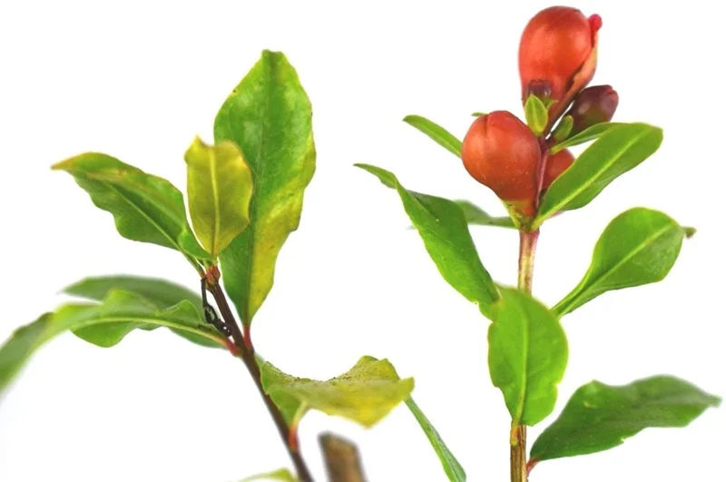 Wonderful Pomegranate Live Plant - Punica Granatum Fruit Tree Starter - Image 4