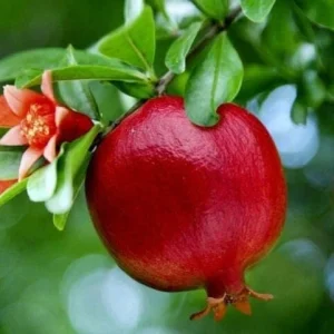 Wonderful Pomegranate Live Plant - Punica Granatum Fruit Tree Starter - Image 1