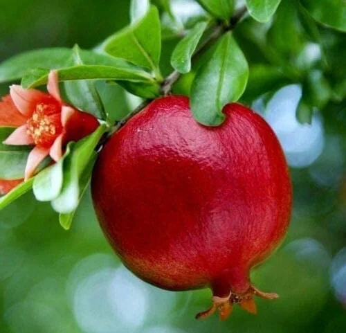 Wonderful Pomegranate Live Plant - Punica Granatum Fruit Tree Starter - Image 1