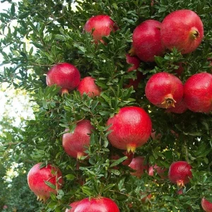 Wonderful Pomegranate Live Plant - Punica Granatum Fruit Tree Starter - Image 5