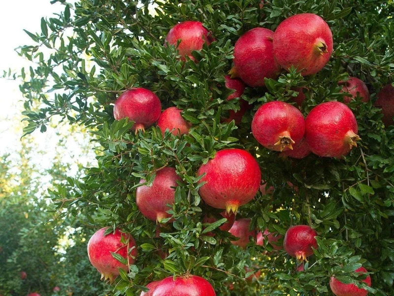 Wonderful Pomegranate Live Plant - Punica Granatum Fruit Tree Starter - Image 5