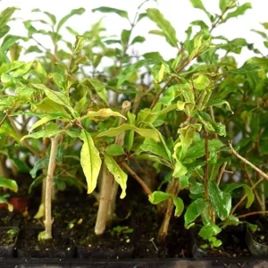 Wonderful Pomegranate Live Plant - Punica Granatum Fruit Tree Starter - Image 6