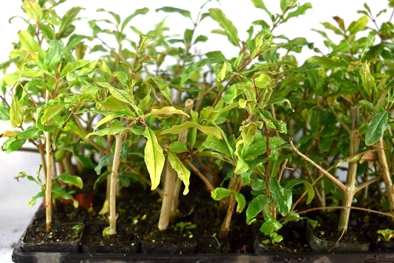 Wonderful Pomegranate Live Plant - Punica Granatum Fruit Tree Starter - Image 6