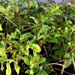 Wonderful Pomegranate Live Plant - Punica Granatum Fruit Tree Starter - Image 7