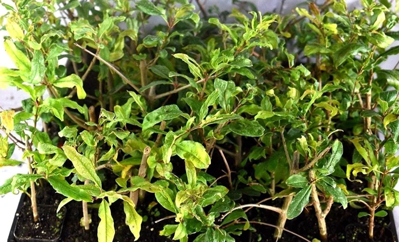 Wonderful Pomegranate Live Plant - Punica Granatum Fruit Tree Starter - Image 7