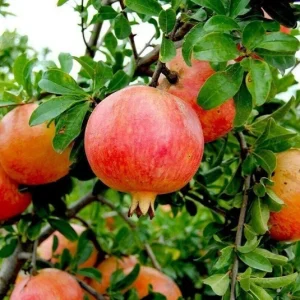 Wonderful Pomegranate Live Plant - Punica Granatum Fruit Tree Starter - Image 8