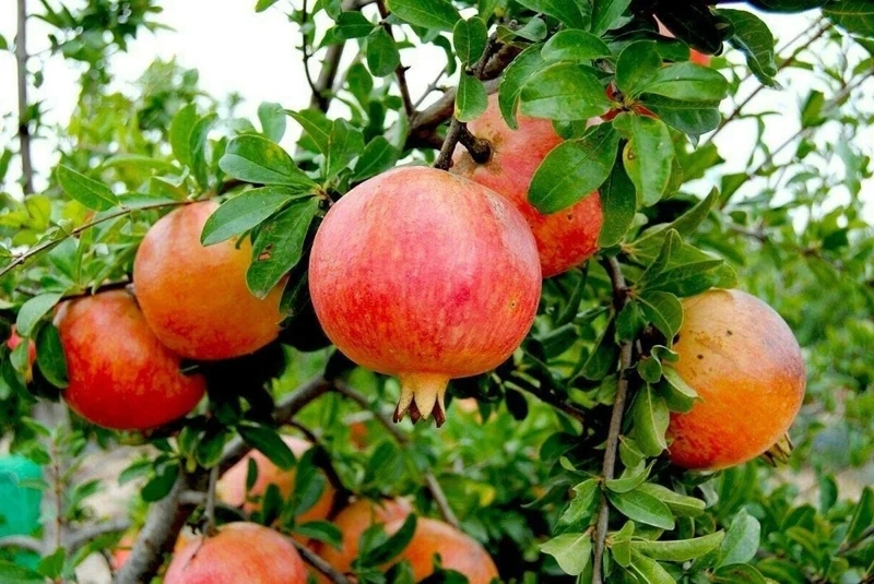 Wonderful Pomegranate Live Plant - Punica Granatum Fruit Tree Starter - Image 8