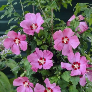 Woodbridge Hibiscus Live Plant - Rose of Sharon Shrub - Pink Flowers - 4-6 Inch Starter - Outdoor - Image 1