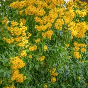 Yellow Bells Tecoma Stans Live Plants – Esperanza Shrub – 2 Pack, 5-9 Inch Tall - Image 2