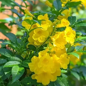 Yellow Bells Tecoma Stans Live Plants – Esperanza Shrub – 2 Pack, 5-9 Inch Tall - Image 3