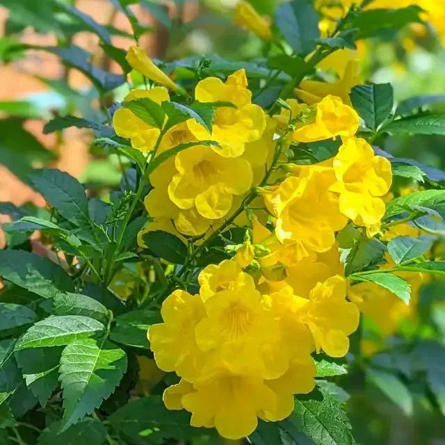 Yellow Bells Tecoma Stans Live Plants – Esperanza Shrub – 2 Pack, 5-9 Inch Tall - Image 3