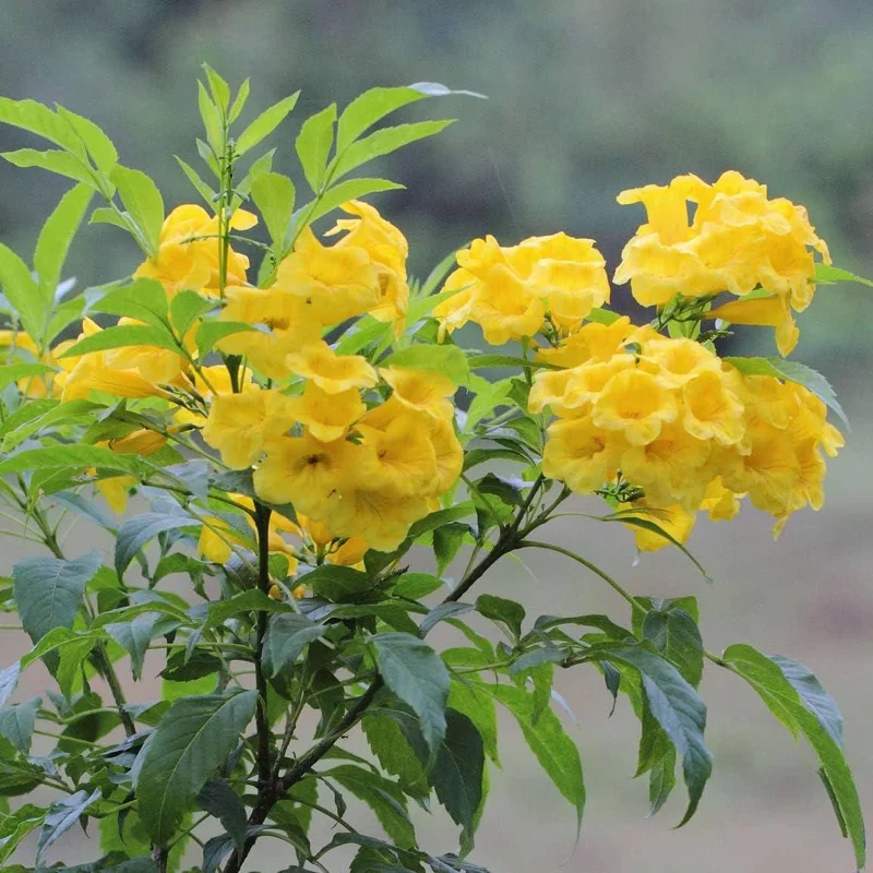 Yellow Bells Tecoma Stans Live Plants – Esperanza Shrub – 2 Pack, 5-9 Inch Tall - Image 1