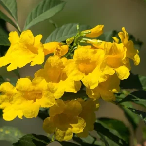 Yellow Bells Tecoma Stans Live Plants – Esperanza Shrub – 2 Pack, 5-9 Inch Tall - Image 4