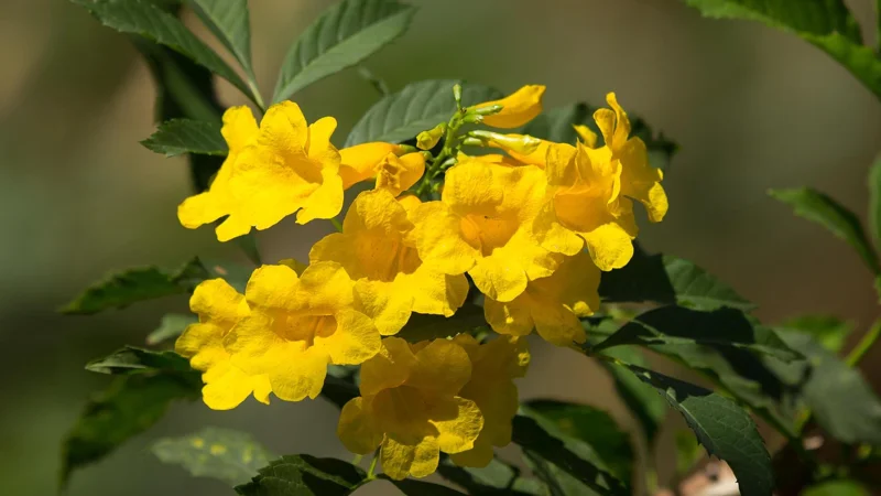 Yellow Bells Tecoma Stans Live Plants – Esperanza Shrub – 2 Pack, 5-9 Inch Tall - Image 4