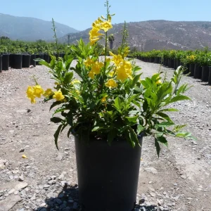 Yellow Bells Tecoma Stans Live Plants – Esperanza Shrub – 2 Pack, 5-9 Inch Tall - Image 5