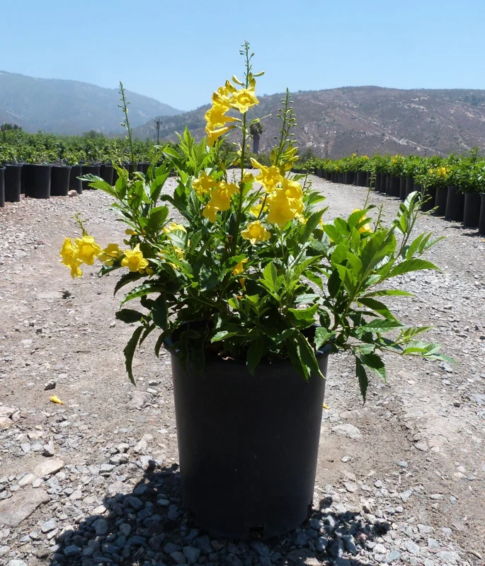 Yellow Bells Tecoma Stans Live Plants – Esperanza Shrub – 2 Pack, 5-9 Inch Tall - Image 5