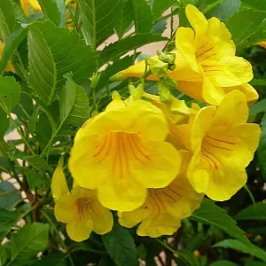 Yellow Bells Tecoma Stans Live Plants – Esperanza Shrub – 2 Pack, 5-9 Inch Tall - Image 6