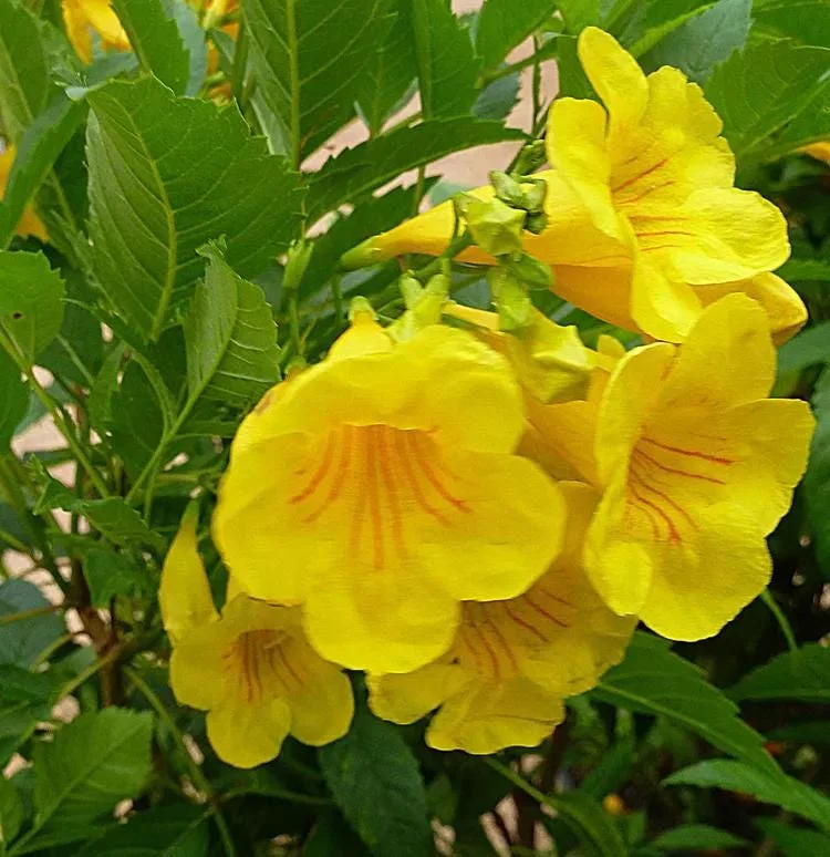 Yellow Bells Tecoma Stans Live Plants – Esperanza Shrub – 2 Pack, 5-9 Inch Tall - Image 6