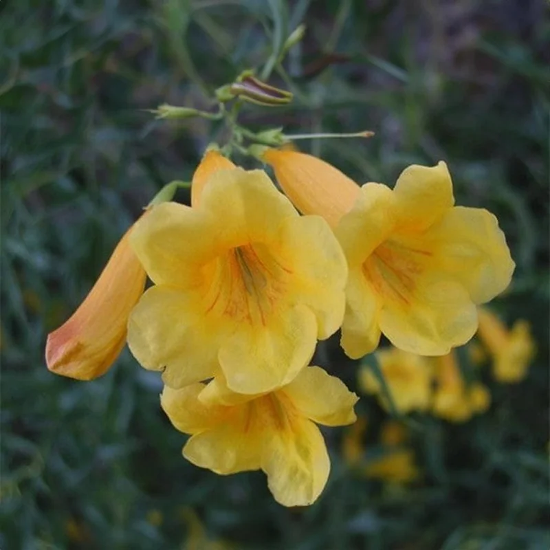 Yellow Bells Tecoma Stans Live Plants – Esperanza Shrub – 2 Pack, 5-9 Inch Tall - Image 7