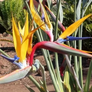 Yellow Bird of Paradise Live Plant - 4-6" Tall - Strelitzia reginae - Tropical Flowering Plant - Image 2