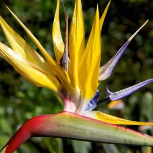 Yellow Bird of Paradise Live Plant - 4-6
