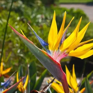 Yellow Bird of Paradise Live Plant - 4-6" Tall - Strelitzia reginae - Tropical Flowering Plant - Image 1