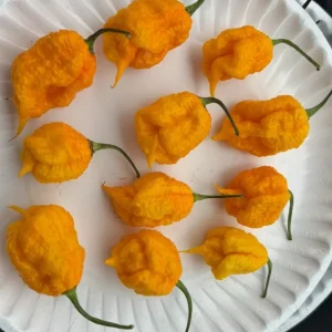 Yellow Carolina Reaper Live Plant - Super Hot Pepper, 3-Pack, 75+ Day Old, Outdoor - Image 2
