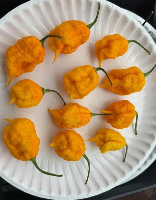 Yellow Carolina Reaper Live Plant - Super Hot Pepper, 3-Pack, 75+ Day Old, Outdoor - Image 2