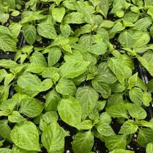 Yellow Carolina Reaper Live Plant - Super Hot Pepper, 3-Pack, 75+ Day Old, Outdoor - Image 1