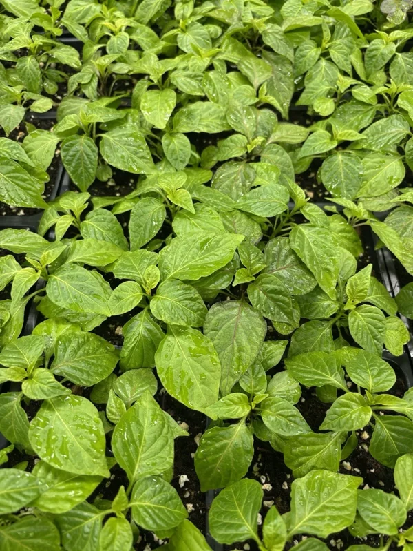 Yellow Carolina Reaper Live Plant - Super Hot Pepper, 3-Pack, 75+ Day Old, Outdoor - Image 1