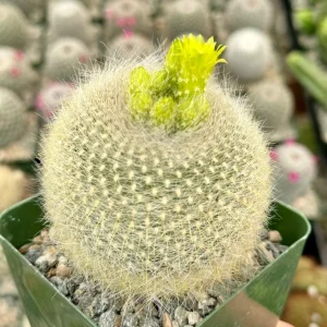Yellow Crown Cactus Live Plant - Notocactus Graessneri Albisetus in 4 Inch Pot - Image 2