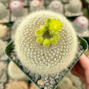 Yellow Crown Cactus Live Plant - Notocactus Graessneri Albisetus in 4 Inch Pot - Image 3