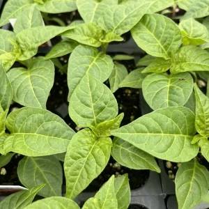 Yellow Jamaica Scotch Bonnet Live Plants - 3 Pack, Super Hot Pepper - Image 1