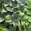 YELLOW JAMAICA SCOTCH BONNETS CHILI LOT OF 3 Super Hot Pepper LIVE PLANTS - Image 1