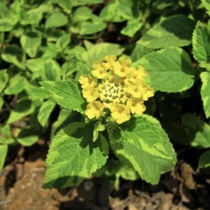Yellow Lantana 'Samantha' Live Plants (2-Pack) - 5-9" Tall - Variegated Foliage - Image 2