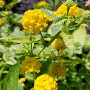 Yellow Lantana 'Samantha' Live Plants (2-Pack) - 5-9