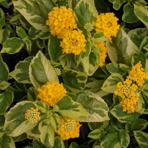 Yellow Lantana 'Samantha' Live Plants (2-Pack) - 5-9