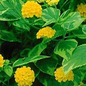 Yellow Lantana 'Samantha' Live Plants (2-Pack) - 5-9" Tall - Variegated Foliage - Image 1