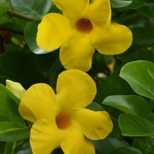 Yellow Mandevilla Live Plant (2-Pack) - 5-9" Tall Tropical Rocktrumpet Vine - Image 2