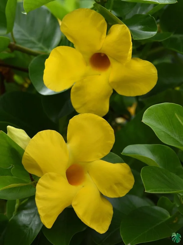 Yellow Mandevilla Live Plant (2-Pack) - 5-9" Tall Tropical Rocktrumpet Vine - Image 2