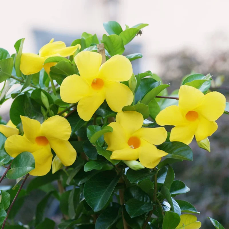 Yellow Mandevilla Live Plant (2-Pack) - 5-9" Tall Tropical Rocktrumpet Vine - Image 3
