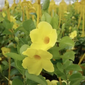 Yellow Mandevilla Live Plant (2-Pack) - 5-9