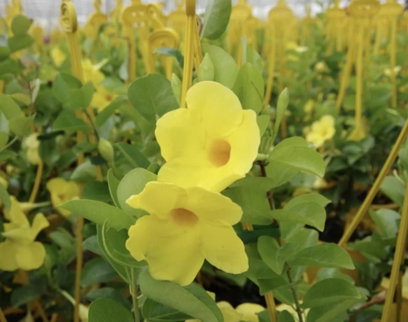 Yellow Mandevilla Live Plant (2-Pack) - 5-9" Tall Tropical Rocktrumpet Vine - Image 4