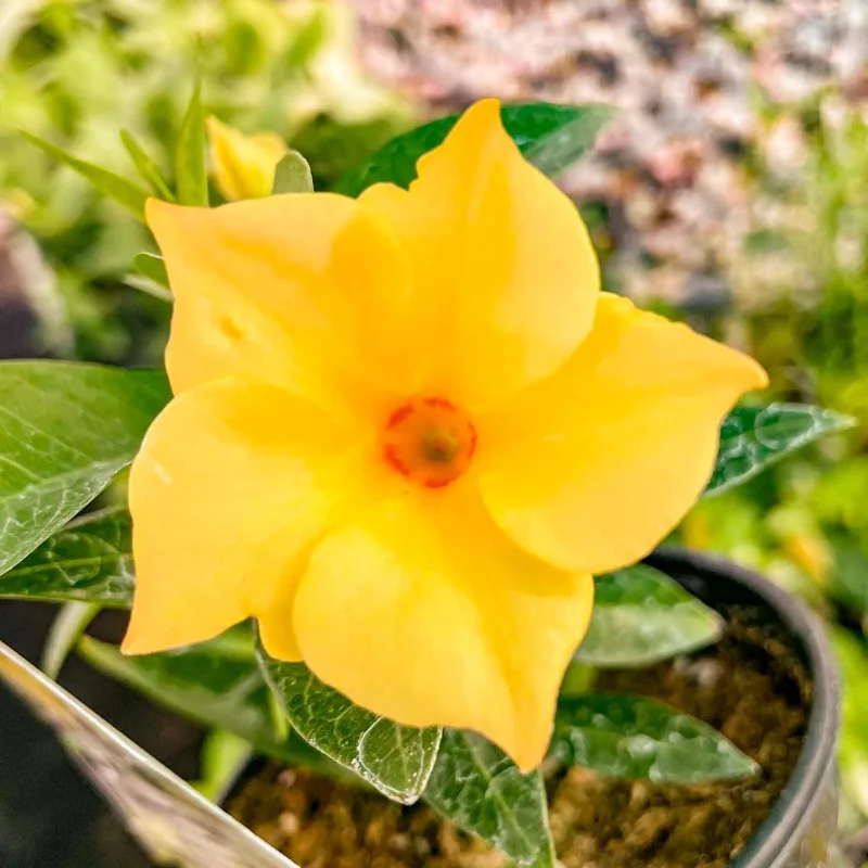 Yellow Mandevilla Live Plant (2-Pack) - 5-9" Tall Tropical Rocktrumpet Vine - Image 1